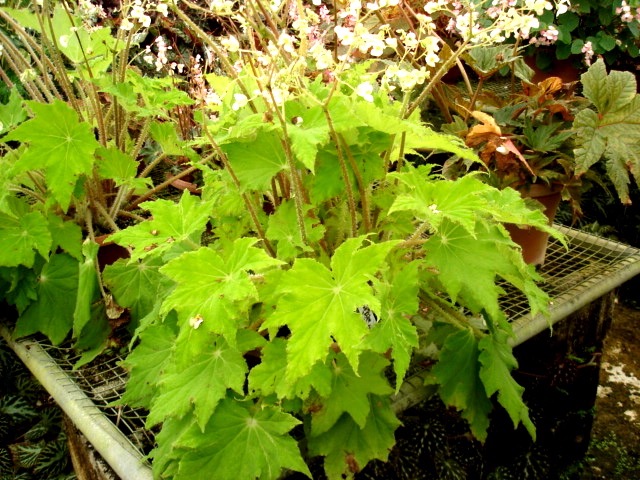 B. ‘Golden Glow’